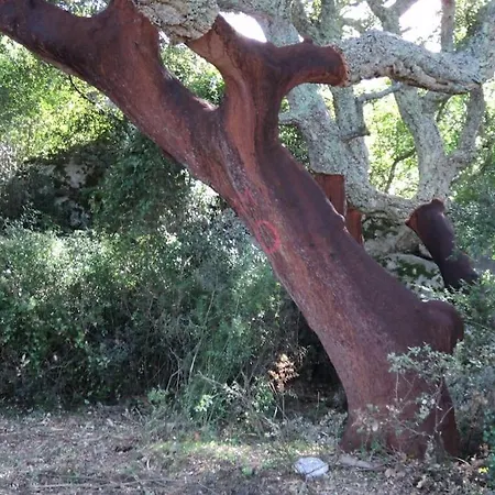 Casa In Gallura - Mare, Montagna, Escursioni *