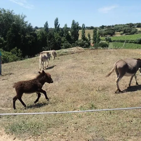 Casa In Gallura - Mare, Montagna, Escursioni Vakantiehuis *